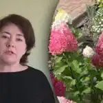 S hnojením nespěchejte: kdy hortenzie přihnojovat, abyste nepřišli o květy