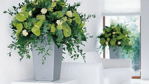 Jak přidat barvu do bytu: vyberte vhodné kusové rostliny