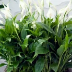 spathiphyllum-bude-prospivat-po-cela-leta-zahradnici-vam-poradi-jak.webp.webp