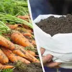 Stačí jedna přísada a vaše mrkev bude stejně dobrá jako