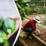 Takové "sousedství" zničí cukety během jedné sezóny: co by se