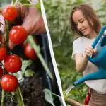 Tato chyba "zabíjí" sazenice rajčat: kolik vody potřebuje a co