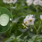 Tuna brambor z jednoho hektaru: odhalena chytrá metoda výsadby