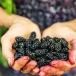 Tyto bobule rostou nedaleko a jsou prospěšné pro srdce, ale většina lidí si jich nevšimne. Tyto bobule rostou nedaleko a jsou prospěšné pro srdce, ale