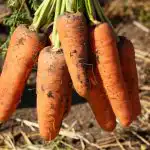 Tyto odrůdy mrkve jsou na je naše země nejlepší: výnosné,