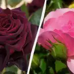 Tyto růže ozdobí každou zahradu: 5 nejkrásnějších a nenáročných odrůd.