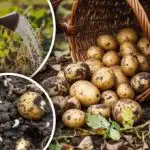 Už žádný škůdce brambor: levný způsob ochrany brambor pomocí lidových