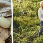 Vaše úroda cuket bude pětkrát bohatší: tady je návod, co