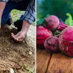 Zahrádkáři ji dávají do jamky při sázení červené řepy: roste