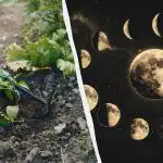 Zapomeňte na zeleninovou zahrádku v těchto dubnových dnech: přesný výsevní kalendář na tento měsíc. Zapomeňte na zeleninovou zahrádku v těchto dubnových dnech: přesný výsevní